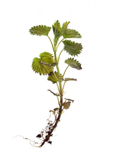 جذر نبات القراص - جزء من صيغة TestoUltra